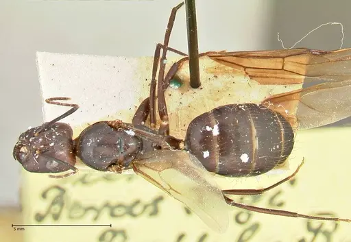 Camponotus maculatus specimen FOCOL2408 image focol2408_1
