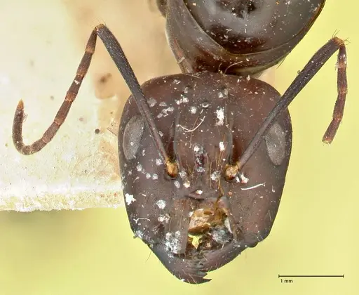 Camponotus maculatus specimen FOCOL2408 image focol2408_2