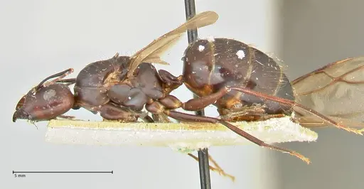 Camponotus maculatus specimen FOCOL2408 image focol2408_3