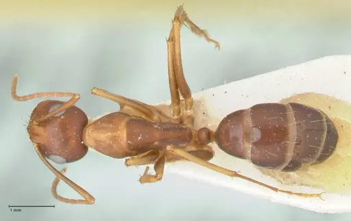 Camponotus maculatus specimen FOCOL2438 image focol2438_1