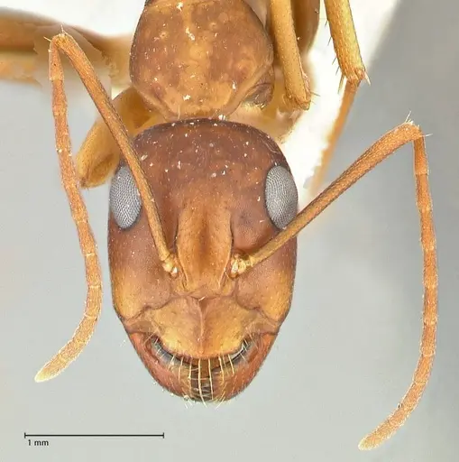 Camponotus maculatus specimen FOCOL2438 image focol2438_2