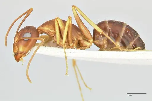 Camponotus maculatus specimen FOCOL2438 image focol2438_3