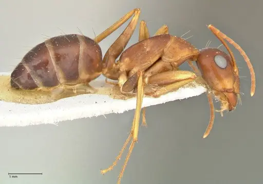 Camponotus maculatus specimen FOCOL2438 image focol2438_4