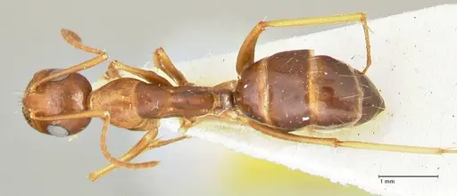 Camponotus maculatus specimen FOCOL2439 image focol2439_1