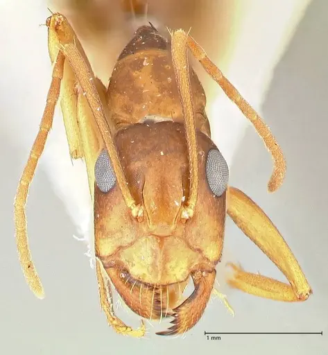 Camponotus maculatus specimen FOCOL2439 image focol2439_2
