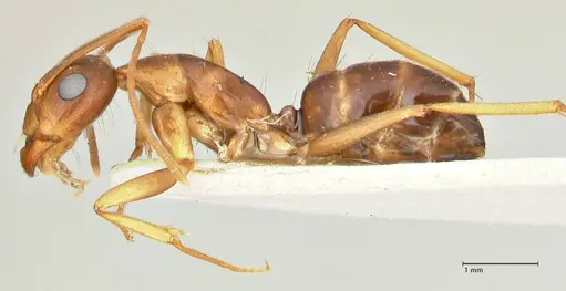 Camponotus maculatus specimen FOCOL2439 image focol2439_3