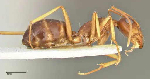 Camponotus maculatus specimen FOCOL2439 image focol2439_4