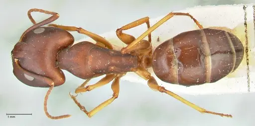 Camponotus maculatus specimen FOCOL2440 image focol2440_1