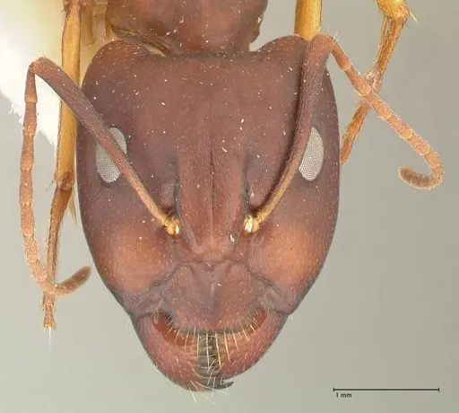 Camponotus maculatus specimen FOCOL2440 image focol2440_2
