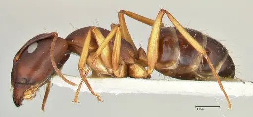 Camponotus maculatus specimen FOCOL2440 image focol2440_3