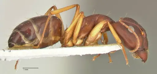 Camponotus maculatus specimen FOCOL2440 image focol2440_4