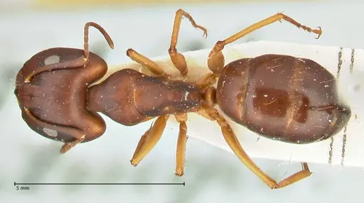 Camponotus maculatus specimen FOCOL2441 image focol2441_1