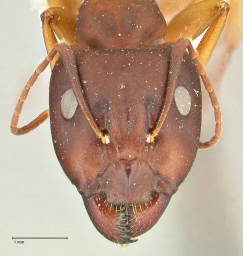 Camponotus maculatus specimen FOCOL2441 image focol2441_2