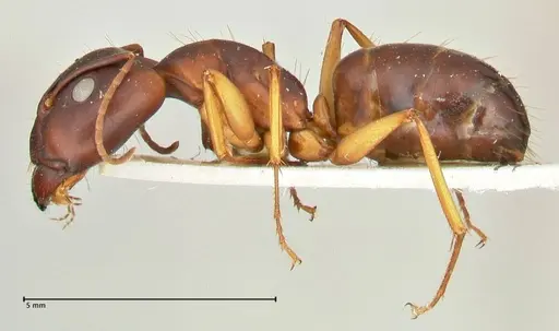 Camponotus maculatus specimen FOCOL2441 image focol2441_3
