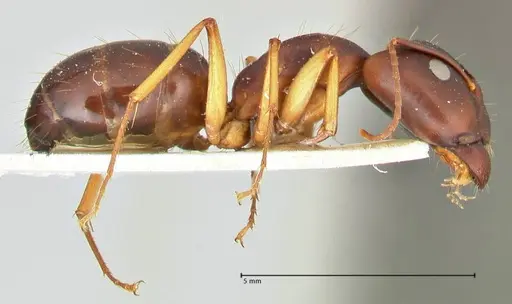 Camponotus maculatus specimen FOCOL2441 image focol2441_4