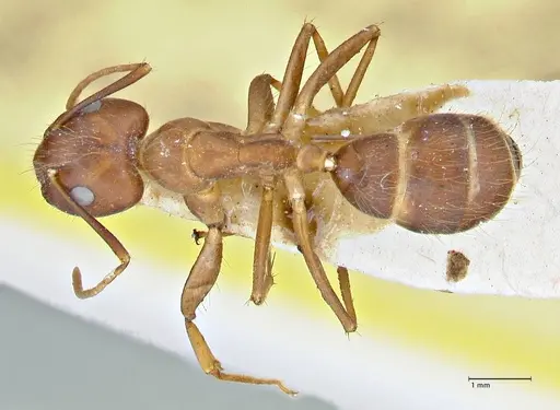 Camponotus maculatus specimen FOCOL2907 image focol2907_1