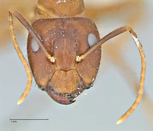 Camponotus maculatus specimen FOCOL2907 image focol2907_2