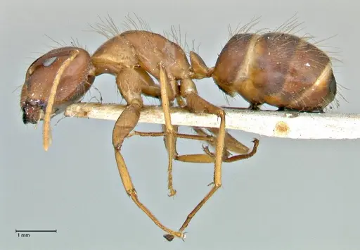 Camponotus maculatus specimen FOCOL2907 image focol2907_3