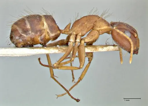 Camponotus maculatus specimen FOCOL2907 image focol2907_4