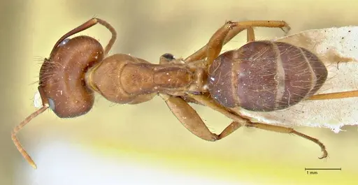 Camponotus maculatus specimen FOCOL2908 image focol2908_1