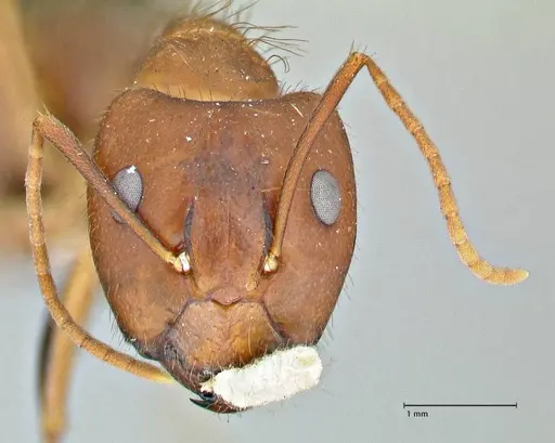 Camponotus maculatus specimen FOCOL2908 image focol2908_2