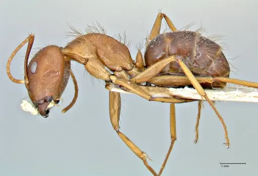 Camponotus maculatus specimen FOCOL2908 image focol2908_3