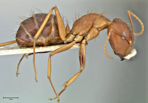 Camponotus maculatus specimen FOCOL2908 image focol2908_4