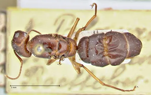 Camponotus maculatus specimen FOCOL2909 image focol2909_1