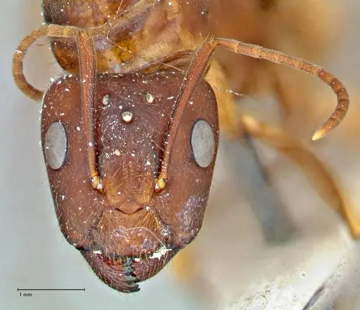 Camponotus maculatus specimen FOCOL2909 image focol2909_2
