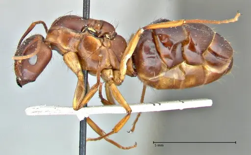 Camponotus maculatus specimen FOCOL2909 image focol2909_3