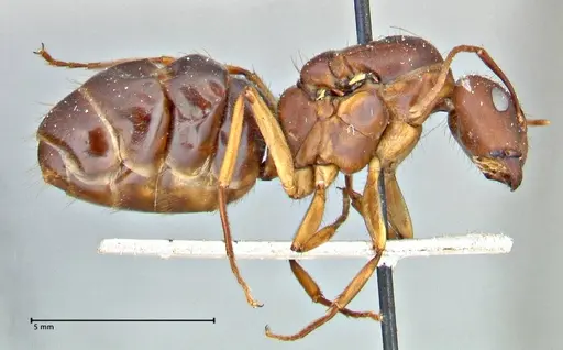 Camponotus maculatus specimen FOCOL2909 image focol2909_4