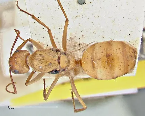 Camponotus maculatus specimen FOCOL2945 image focol2945_1