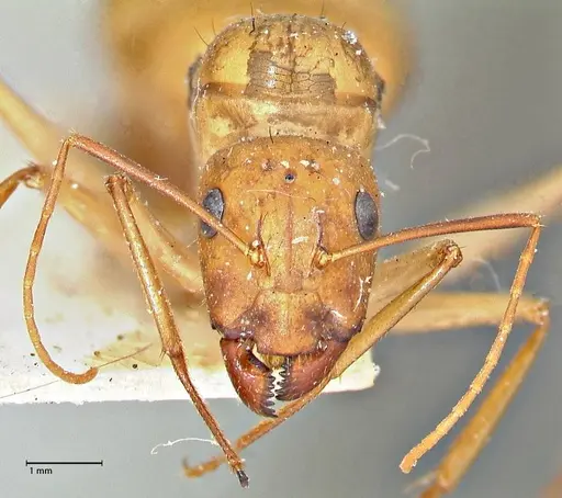 Camponotus maculatus specimen FOCOL2945 image focol2945_2