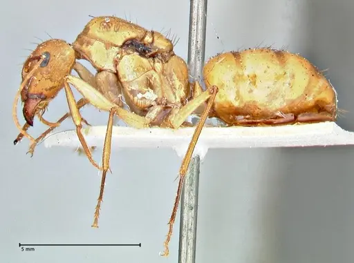Camponotus maculatus specimen FOCOL2945 image focol2945_3