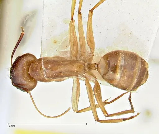 Camponotus maculatus specimen FOCOL2946 image focol2946_1