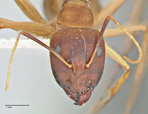Camponotus maculatus specimen FOCOL2946 image focol2946_2