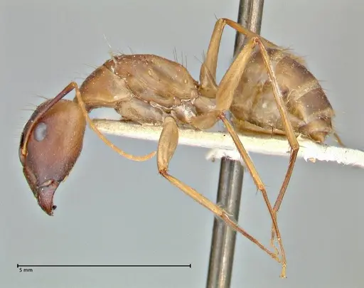 Camponotus maculatus specimen FOCOL2946 image focol2946_3