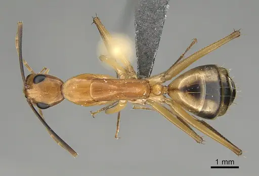 Camponotus maculatus specimen KG05098 image kg05098_1