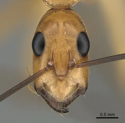 Camponotus maculatus specimen KG05098 image kg05098_2