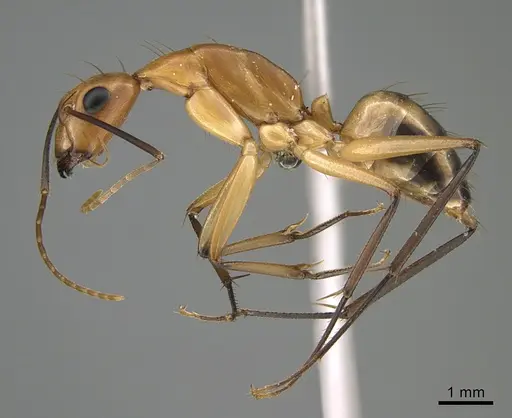 Camponotus maculatus specimen KG05098 image kg05098_3