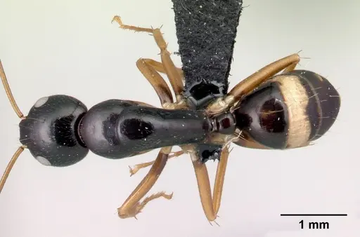 Camponotus maculiventris specimen CASENT0082042 image casent0082042_1