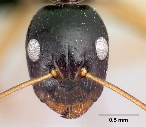 Camponotus maculiventris specimen CASENT0082042 image casent0082042_2