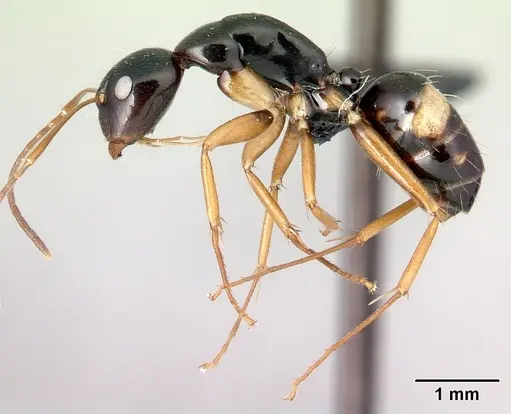 Camponotus maculiventris specimen CASENT0082042 image casent0082042_3