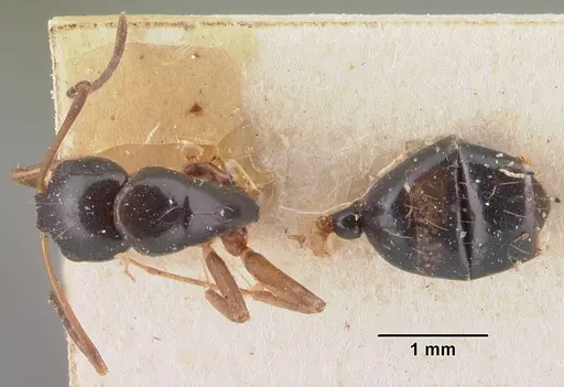 Camponotus maculiventris specimen CASENT0101539 image casent0101539_1