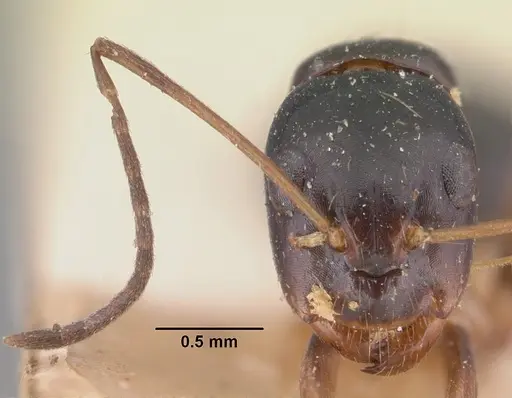 Camponotus maculiventris specimen CASENT0101539 image casent0101539_2