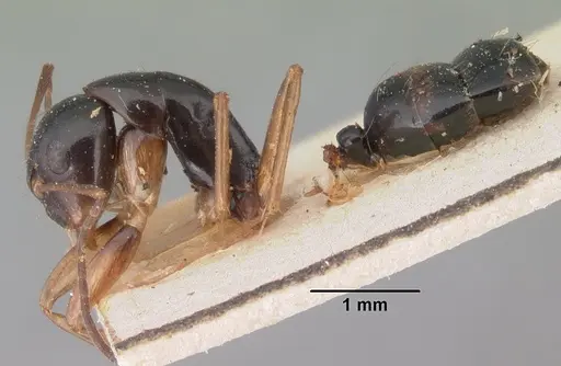 Camponotus maculiventris specimen CASENT0101539 image casent0101539_3