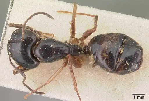 Camponotus maculiventris specimen CASENT0101540 image casent0101540_1