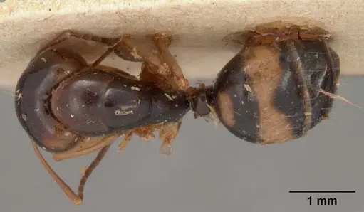 Camponotus maculiventris specimen CASENT0102103 image casent0102103_1