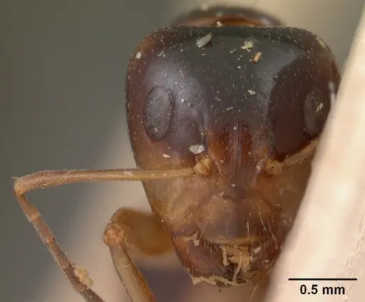 Camponotus maculiventris specimen CASENT0102103 image casent0102103_2