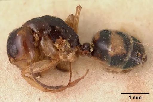 Camponotus maculiventris specimen CASENT0102103 image casent0102103_3